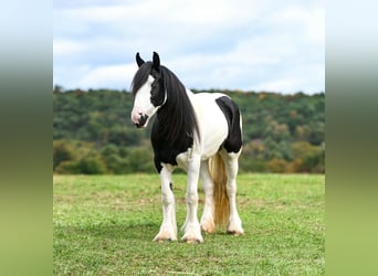 Tinker, Yegua, 3 años, Pío