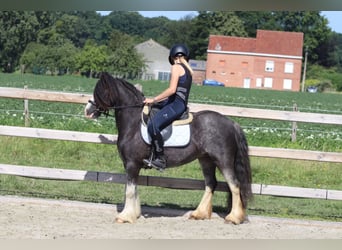 Tinker, Yegua, 4 años, 123 cm, Ruano azulado