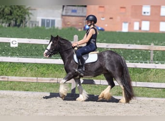 Tinker, Yegua, 4 años, 123 cm, Ruano azulado