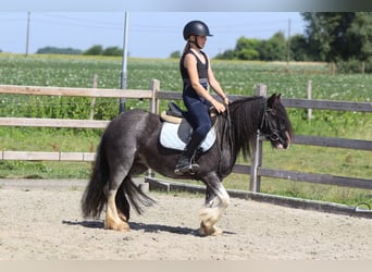 Tinker, Yegua, 4 años, 123 cm, Ruano azulado