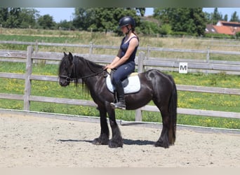 Tinker, Yegua, 4 años, 124 cm, Negro