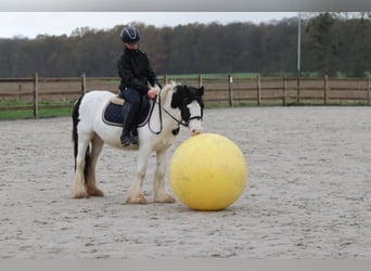 Tinker, Yegua, 4 años, 126 cm, Pío