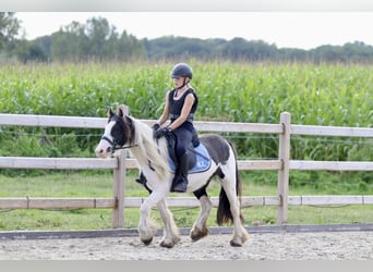 Tinker, Yegua, 4 años, 126 cm, Pío