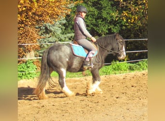 Tinker, Yegua, 4 años, 128 cm, Negro