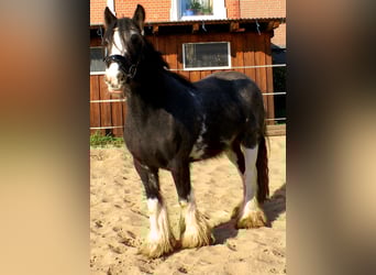 Tinker, Yegua, 4 años, 128 cm, Negro