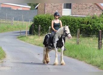 Tinker, Yegua, 4 años, 129 cm, Pío