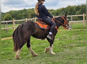 Tinker, Yegua, 4 años, 130 cm, Pío