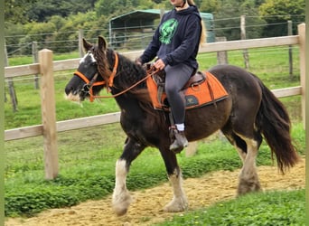 Tinker, Yegua, 4 años, 130 cm, Pío