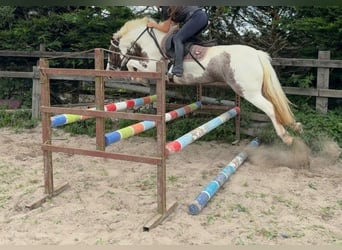 Tinker, Yegua, 4 años, 132 cm, Pío