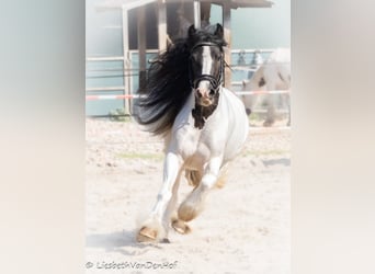 Tinker, Yegua, 4 años, 138 cm, Pío