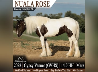 Tinker, Yegua, 4 años, 142 cm, Tobiano-todas las-capas