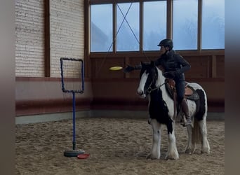 Tinker, Yegua, 4 años, 143 cm, Pío