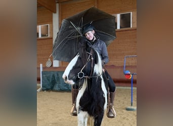 Tinker, Yegua, 4 años, 143 cm, Pío