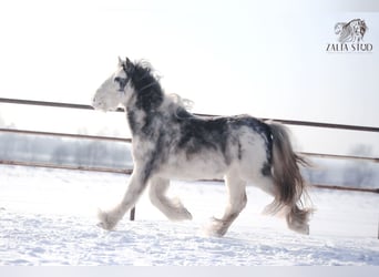 Tinker, Yegua, 4 años, 143 cm