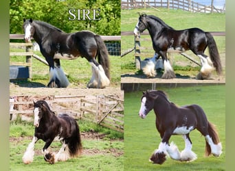 Tinker, Yegua, 4 años, 143 cm