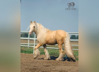 Tinker, Yegua, 4 años, 143 cm