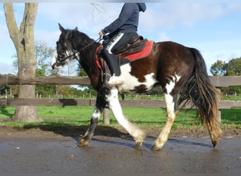 Tinker, Yegua, 4 años, 144 cm, Pío