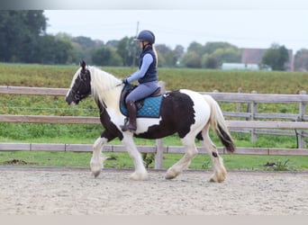 Tinker, Yegua, 4 años, 144 cm, Pío