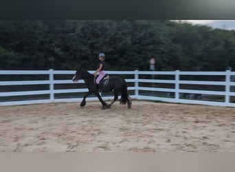 Tinker, Yegua, 4 años, 146 cm, Castaño oscuro