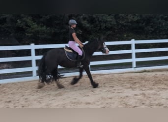 Tinker, Yegua, 4 años, 146 cm, Castaño oscuro