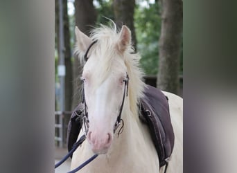 Tinker, Yegua, 4 años, 148 cm, Cremello