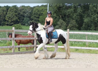 Tinker, Yegua, 4 años, 151 cm, Pío