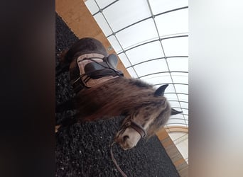 Tinker, Yegua, 4 años, 152 cm, Tordo rodado