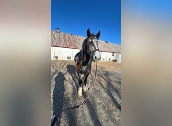 Tinker, Yegua, 4 años, 152 cm, Tordo rodado
