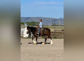 Tinker, Yegua, 4 años, Negro