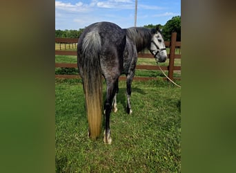 Tinker Mestizo, Yegua, 4 años, Tordo
