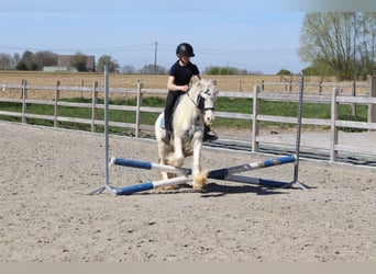 Tinker, Yegua, 5 años, 122 cm, Pío