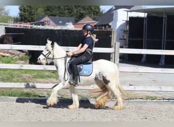 Tinker, Yegua, 5 años, 122 cm, Pío