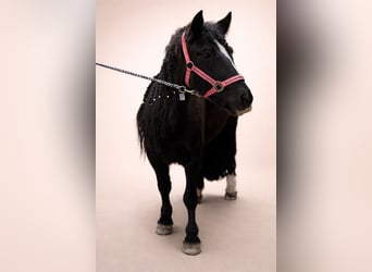 Tinker, Yegua, 5 años, 127 cm, Negro