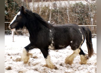 Tinker, Yegua, 5 años, 128 cm, Negro