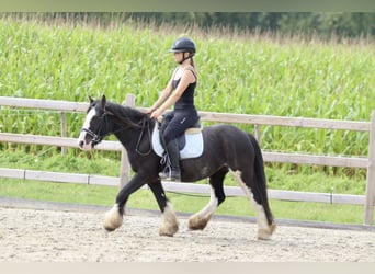 Tinker, Yegua, 5 años, 130 cm, Pío