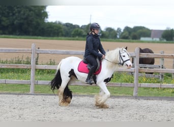 Tinker, Yegua, 5 años, 132 cm, Pío