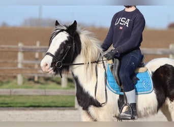 Tinker, Yegua, 5 años, 133 cm, Pío