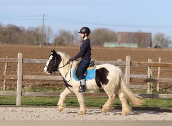 Tinker, Yegua, 5 años, 133 cm, Pío