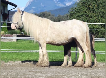 Tinker, Yegua, 5 años, 133 cm, Sabino