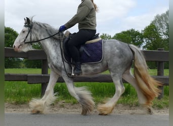 Tinker, Yegua, 5 años, 134 cm, Ruano azulado