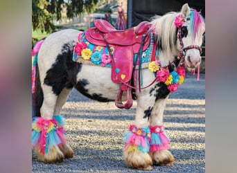 Tinker, Yegua, 5 años, 135 cm, Pío