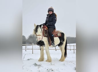 Tinker, Yegua, 5 años, 135 cm, Pío