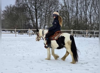Tinker, Yegua, 5 años, 135 cm, Pío