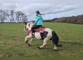 Tinker, Yegua, 5 años, 135 cm, Pío