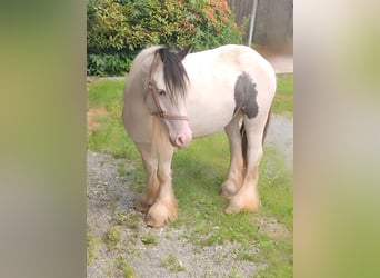 Tinker, Yegua, 5 años, 135 cm, Pío