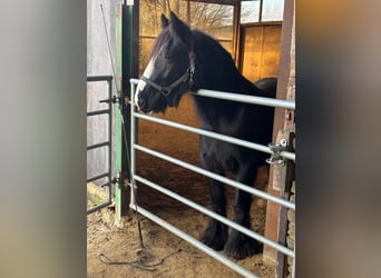 Tinker, Yegua, 5 años, 137 cm, Negro