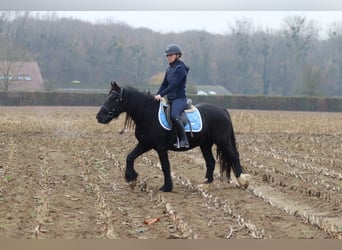 Tinker, Yegua, 5 años, 140 cm, Negro