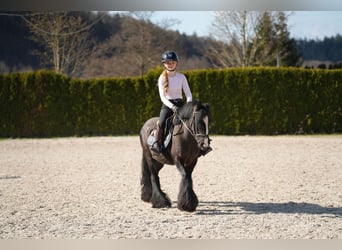 Tinker, Yegua, 5 años, 140 cm, Negro