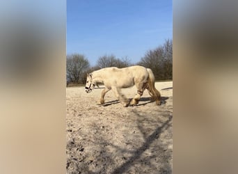 Tinker, Yegua, 5 años, 140 cm, Palomino