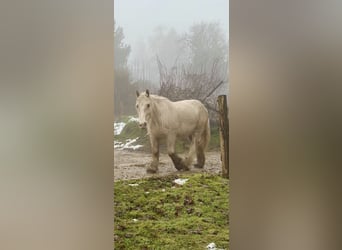 Tinker, Yegua, 5 años, 140 cm, Palomino